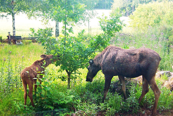 Elch im Garten