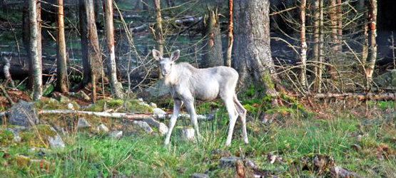 Der weisse Elch von Grönåsen