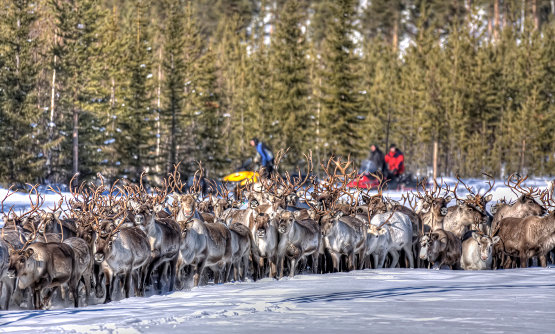 Rentiere Lappland