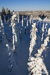 Heißluftballon über Lappland