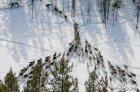Frühlingstreiben der Rentiere in Schwedisch-Lappland image