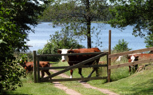 Landschaft bei Älmhult