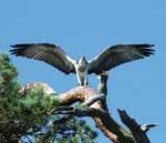 Paradies für Vogelfreunde