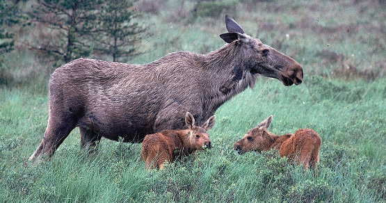 Elchfamilie