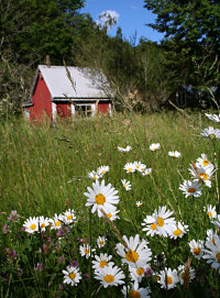 Blumenwiese