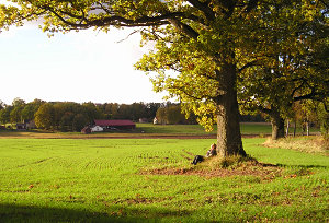 Värnamo